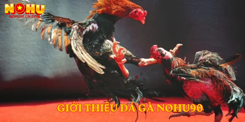 Giới thiệu đá gà nohu90